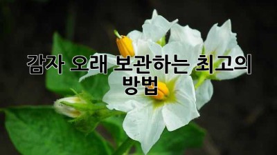 감자 오래 보관하는 최고의 방법
